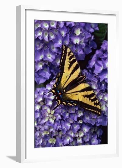 Tiger Swallowtail Butterfly-Steve Terrill-Framed Photographic Print