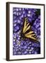 Tiger Swallowtail Butterfly-Steve Terrill-Framed Photographic Print