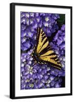 Tiger Swallowtail Butterfly-Steve Terrill-Framed Photographic Print