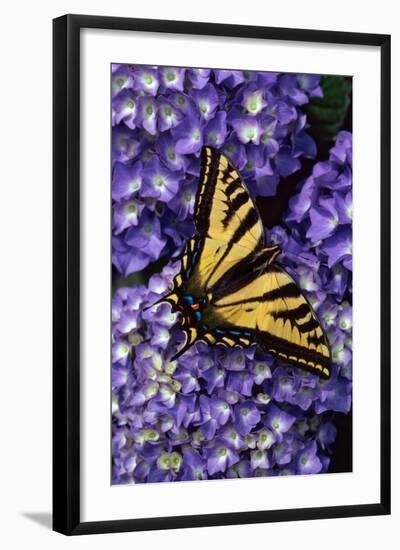 Tiger Swallowtail Butterfly-Steve Terrill-Framed Photographic Print