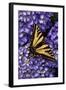 Tiger Swallowtail Butterfly-Steve Terrill-Framed Photographic Print