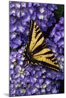 Tiger Swallowtail Butterfly-Steve Terrill-Mounted Photographic Print