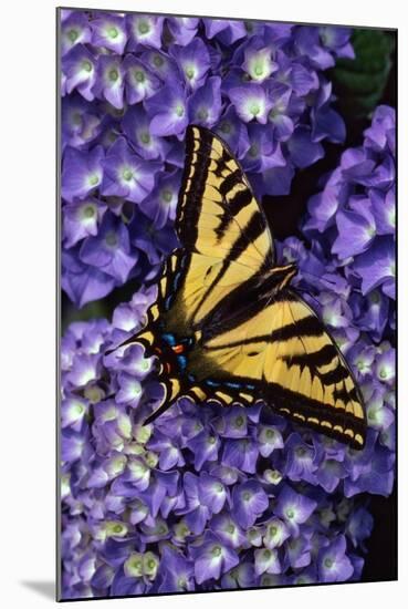 Tiger Swallowtail Butterfly-Steve Terrill-Mounted Photographic Print