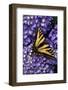 Tiger Swallowtail Butterfly-Steve Terrill-Framed Photographic Print