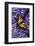 Tiger Swallowtail Butterfly-Steve Terrill-Framed Photographic Print