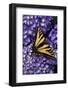 Tiger Swallowtail Butterfly-Steve Terrill-Framed Photographic Print