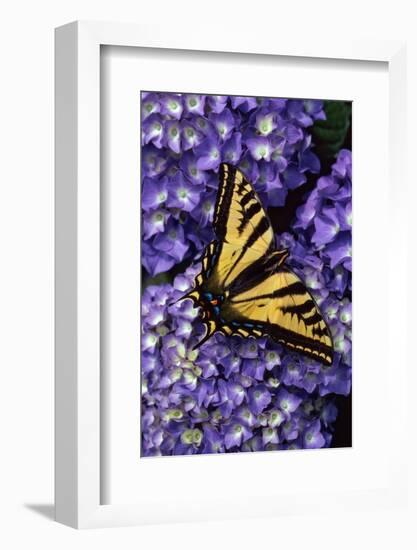 Tiger Swallowtail Butterfly-Steve Terrill-Framed Photographic Print