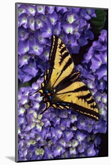 Tiger Swallowtail Butterfly-Steve Terrill-Mounted Photographic Print