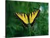 Tiger Swallowtail Butterfly-Jim Zuckerman-Stretched Canvas