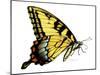 Tiger Swallowtail Butterfly-Tim Knepp-Mounted Premium Giclee Print