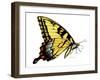 Tiger Swallowtail Butterfly-Tim Knepp-Framed Giclee Print