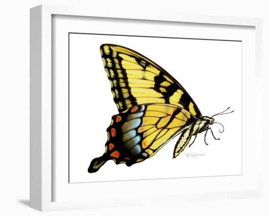 Tiger Swallowtail Butterfly-Tim Knepp-Framed Giclee Print