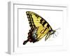 Tiger Swallowtail Butterfly-Tim Knepp-Framed Giclee Print