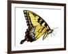 Tiger Swallowtail Butterfly-Tim Knepp-Framed Giclee Print