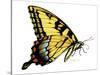 Tiger Swallowtail Butterfly-Tim Knepp-Stretched Canvas