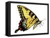 Tiger Swallowtail Butterfly-Tim Knepp-Framed Stretched Canvas