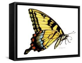 Tiger Swallowtail Butterfly-Tim Knepp-Framed Stretched Canvas