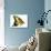 Tiger Swallowtail Butterfly-Tim Knepp-Giclee Print displayed on a wall