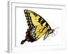 Tiger Swallowtail Butterfly-Tim Knepp-Framed Giclee Print