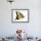 Tiger Swallowtail Butterfly-Tim Knepp-Framed Giclee Print displayed on a wall