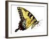 Tiger Swallowtail Butterfly-Tim Knepp-Framed Giclee Print