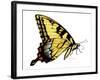 Tiger Swallowtail Butterfly-Tim Knepp-Framed Giclee Print