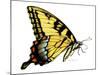 Tiger Swallowtail Butterfly-Tim Knepp-Mounted Giclee Print