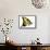 Tiger Swallowtail Butterfly-Tim Knepp-Framed Stretched Canvas displayed on a wall