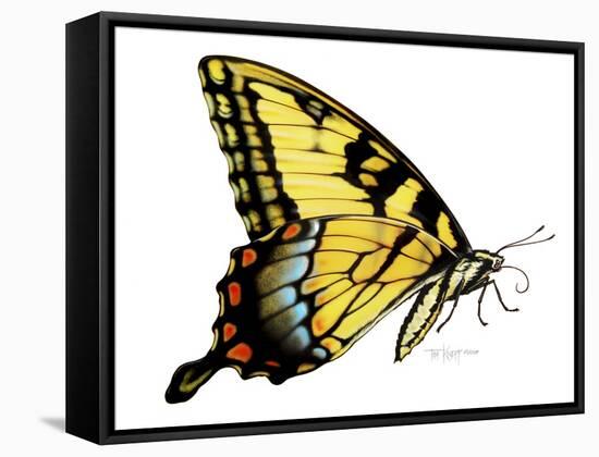 Tiger Swallowtail Butterfly-Tim Knepp-Framed Stretched Canvas