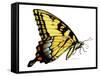 Tiger Swallowtail Butterfly-Tim Knepp-Framed Stretched Canvas