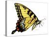 Tiger Swallowtail Butterfly-Tim Knepp-Stretched Canvas