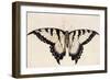 Tiger Swallowtail Butterfly-John White-Framed Art Print