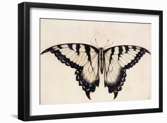 Tiger Swallowtail Butterfly-John White-Framed Art Print