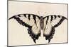 Tiger Swallowtail Butterfly-John White-Mounted Art Print