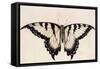 Tiger Swallowtail Butterfly-John White-Framed Stretched Canvas
