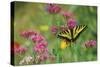 Tiger Swallowtail Male on Phlox, Summer-null-Stretched Canvas