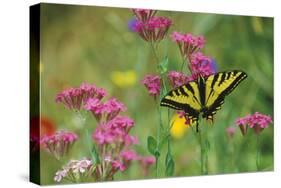 Tiger Swallowtail Male on Phlox, Summer-null-Stretched Canvas