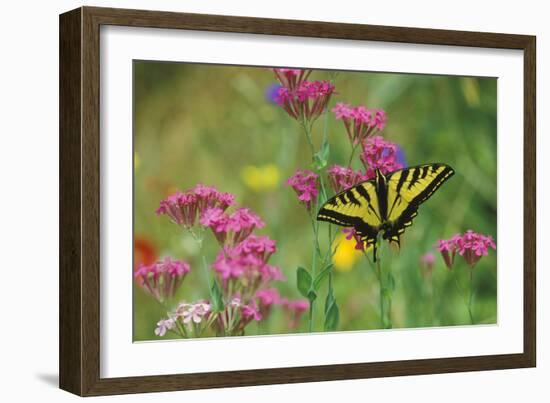 Tiger Swallowtail Male on Phlox, Summer-null-Framed Photographic Print