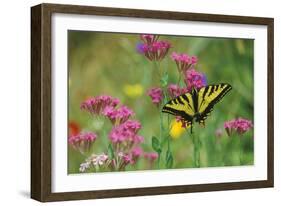 Tiger Swallowtail Male on Phlox, Summer-null-Framed Photographic Print