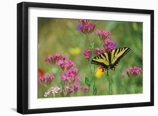 Tiger Swallowtail Male on Phlox, Summer-null-Framed Photographic Print