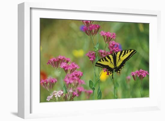 Tiger Swallowtail Male on Phlox, Summer-null-Framed Photographic Print