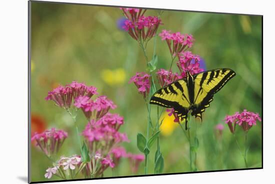 Tiger Swallowtail Male on Phlox, Summer-null-Mounted Photographic Print