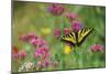 Tiger Swallowtail Male on Phlox, Summer-null-Mounted Photographic Print