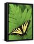 Tiger Swallowtail on Fern, Houghton Lake, Michigan, USA-Claudia Adams-Framed Stretched Canvas