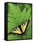 Tiger Swallowtail on Fern, Houghton Lake, Michigan, USA-Claudia Adams-Framed Stretched Canvas