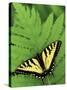 Tiger Swallowtail on Fern, Houghton Lake, Michigan, USA-Claudia Adams-Stretched Canvas