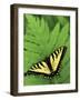 Tiger Swallowtail on Fern, Houghton Lake, Michigan, USA-Claudia Adams-Framed Photographic Print