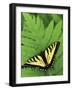 Tiger Swallowtail on Fern, Houghton Lake, Michigan, USA-Claudia Adams-Framed Photographic Print