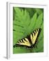 Tiger Swallowtail on Fern, Houghton Lake, Michigan, USA-Claudia Adams-Framed Photographic Print