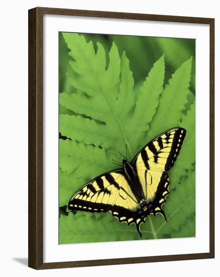 Tiger Swallowtail on Fern, Houghton Lake, Michigan, USA-Claudia Adams-Framed Photographic Print